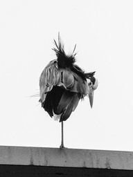 Reiger. Heron