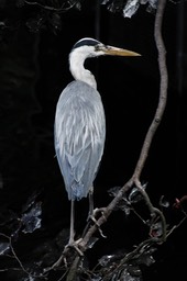 Reiger in Artis
