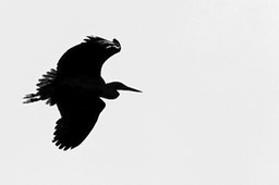 Reiger silhouet copy