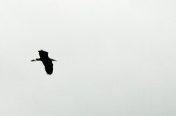 reiger silhouet