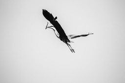 reiger