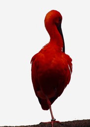 Rode ibis