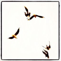 Seagulls 2