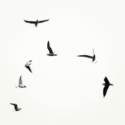 Seagulls 3