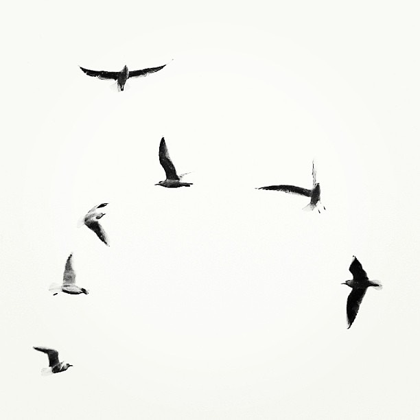 Seagulls 3