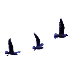 Seagulls 5