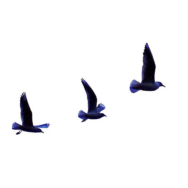 Seagulls 5