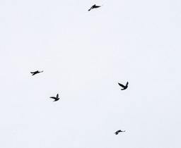 silhouet