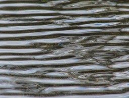 spiegeling met libelle