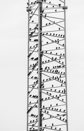 spreeuwen in mast_1