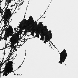 Starlings 1