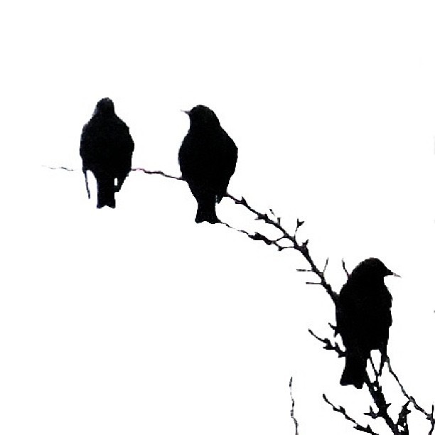 Starlings 2