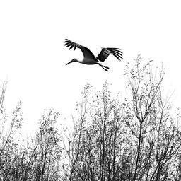 Stork 3