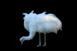 Struisvogel