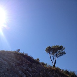 tree France 