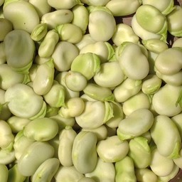 #tuinbonen #broadbeans #summer #2013