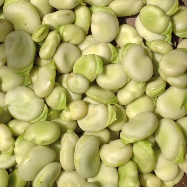 #tuinbonen #broadbeans #summer #2013