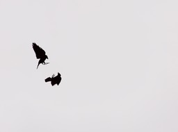 vechtende kauwtjes