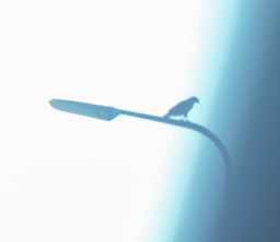 Vogel