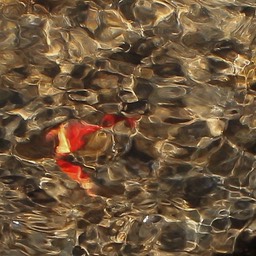 Water met kreeftje