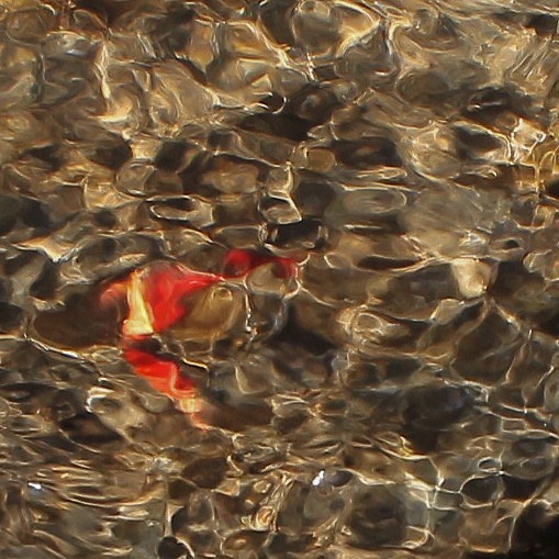 Water met kreeftje