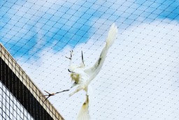 Witte ibis