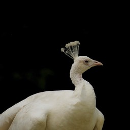 witte pauw 1
