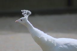 Witte pauw