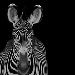 Zebra face 