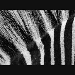 zebra