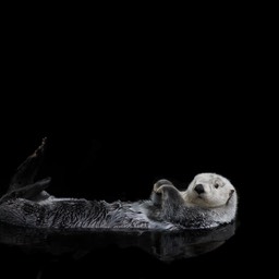 Zeeotter