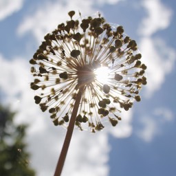 Zon - Sun
